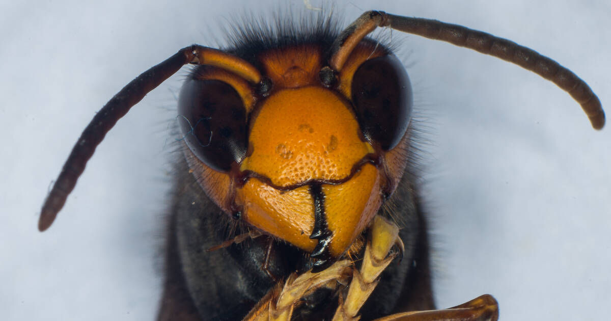 On social media, everyone is buzzing about Asian hornets